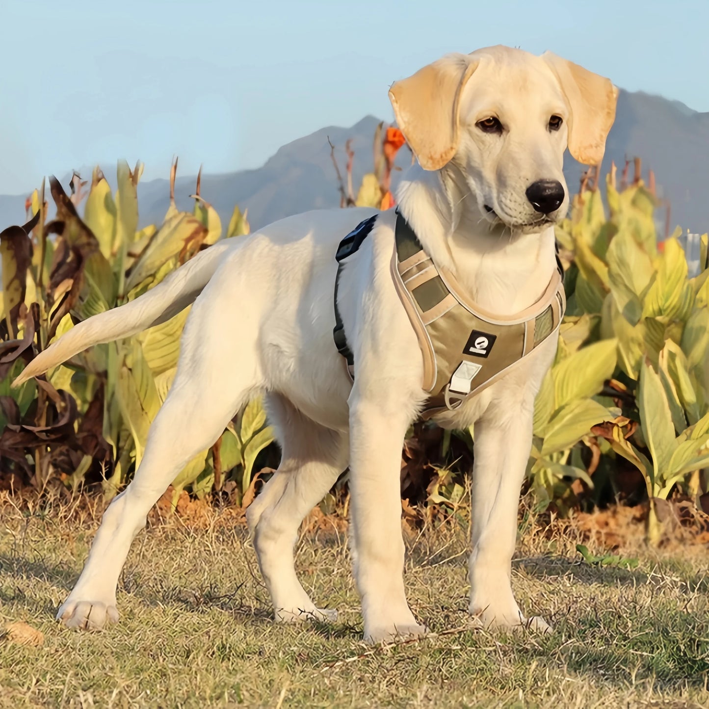 Reflective Dog Harness Oxford Cloth Adjustable Vest For Outdoor Walking